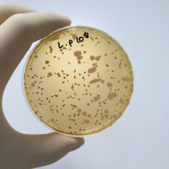 Chuyên đề probiotics 1: Vai trò vi khuẩn acid lactic trong nuôi tôm